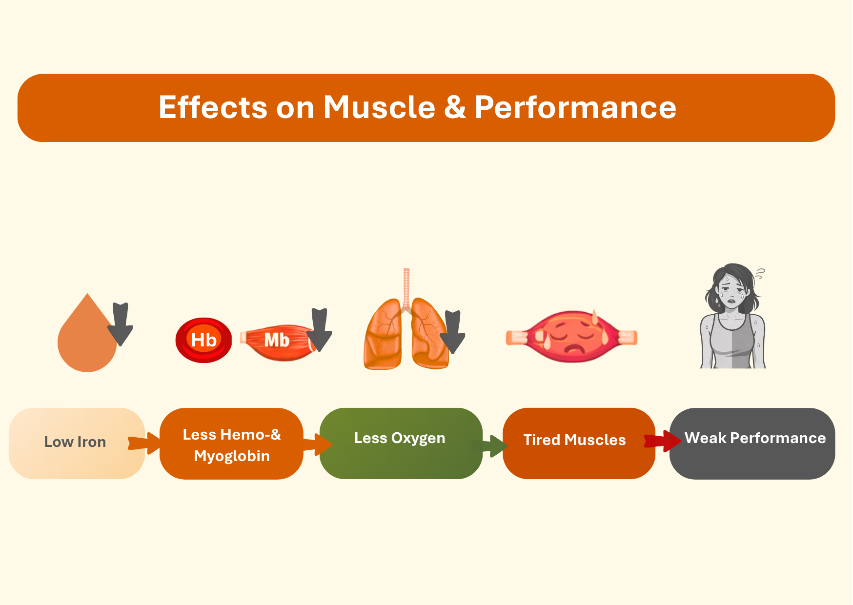 explanatory graphic of the effects of iron deficiency in sports, explaining myoglbin and hemoglobin as welll