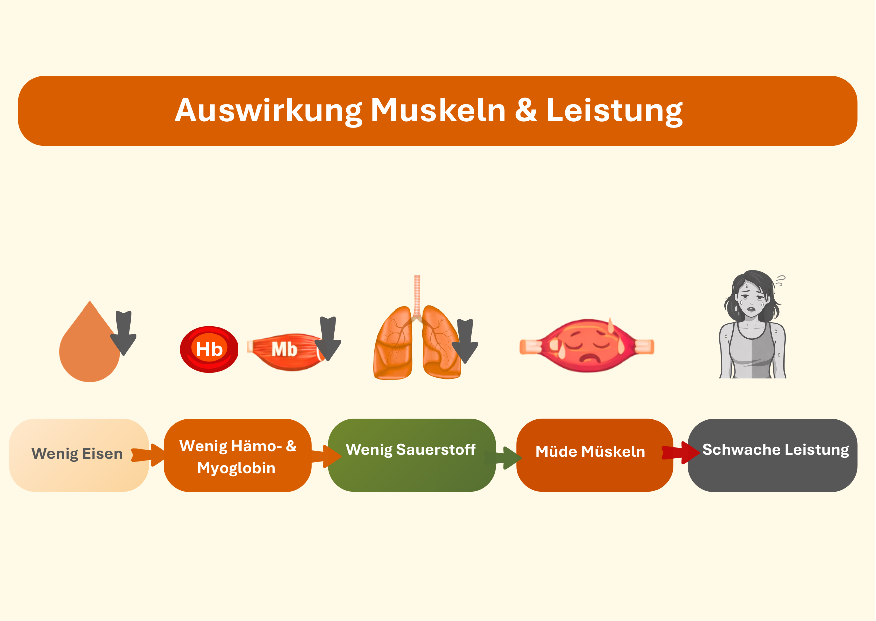 Eienmangel und die Rolle von Hämoglobin und Myoglobin auf die Muskel und Leistung graphisch einfach dargestellt