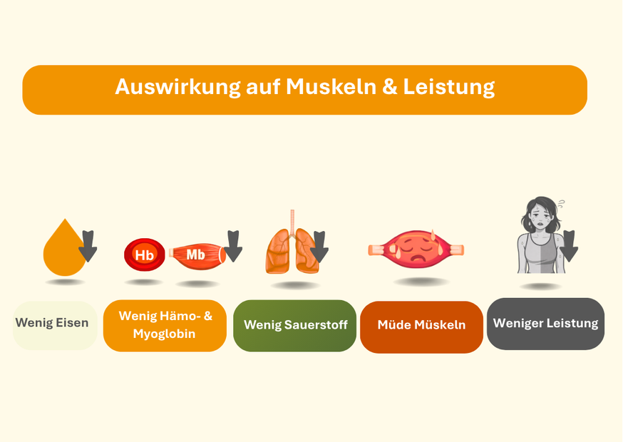Eienmangel und die Rolle von Hämoglobin und Myoglobin auf die Muskel und Leistung graphisch einfach dargestellt